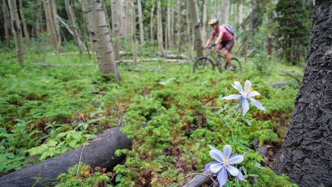 Mountain biker in forest with wildflowers