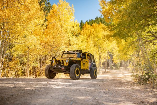 Yellow Jeep beneath golden autumn aspens on dirt road