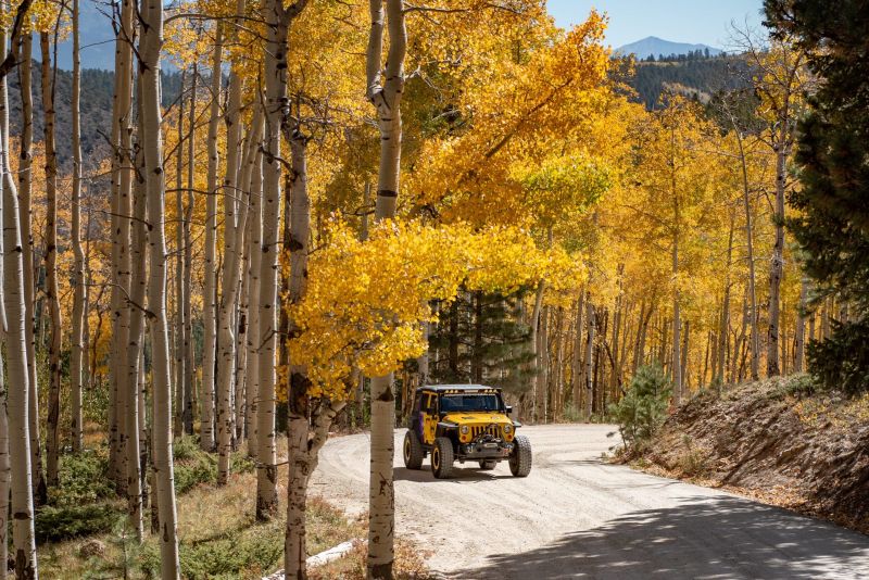 Yellow Jeep driving through golden aspen forest