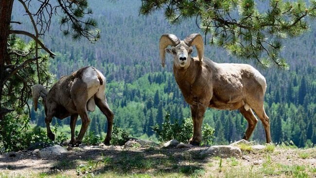 Wildlife Watching Arkansas River
