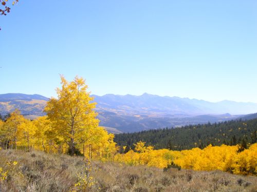 Golden autumn aspens beneath distant blue mountain ridges