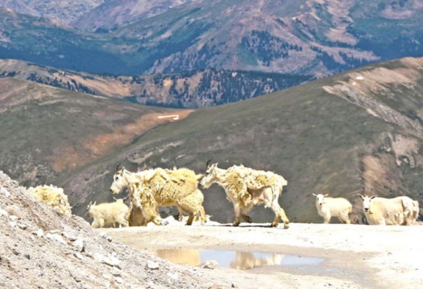 Wildlife Watching Buena Vista Colorado