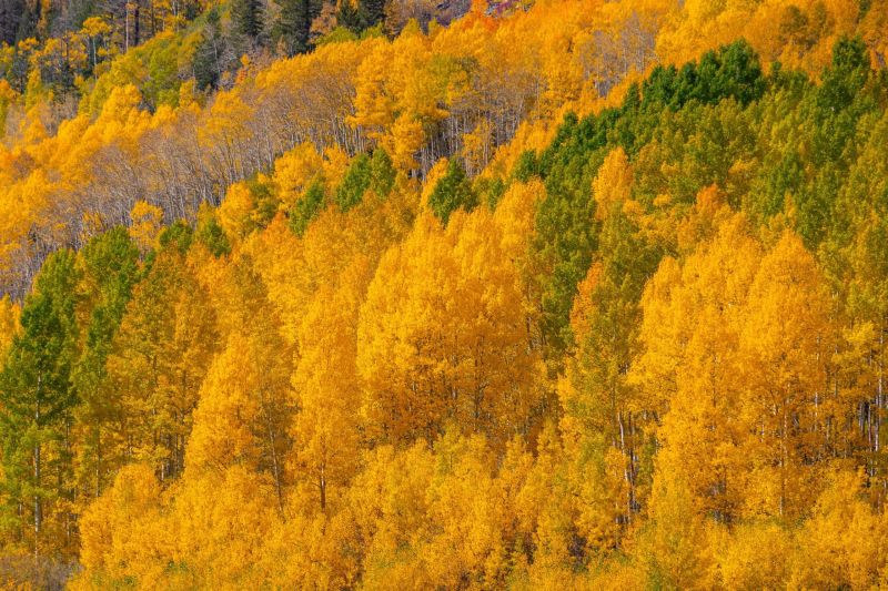 Golden autumn trees cover a forested hillside