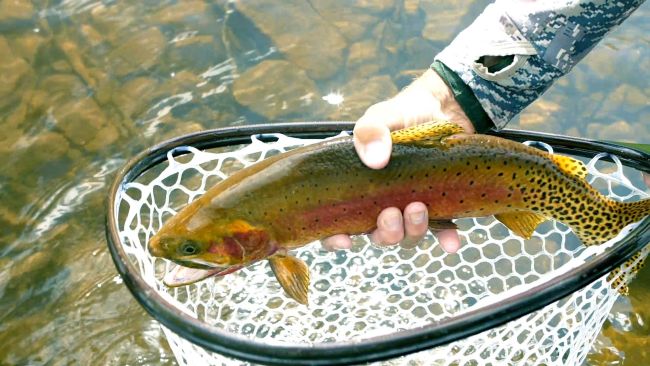 Person holding a colorful trout in a net