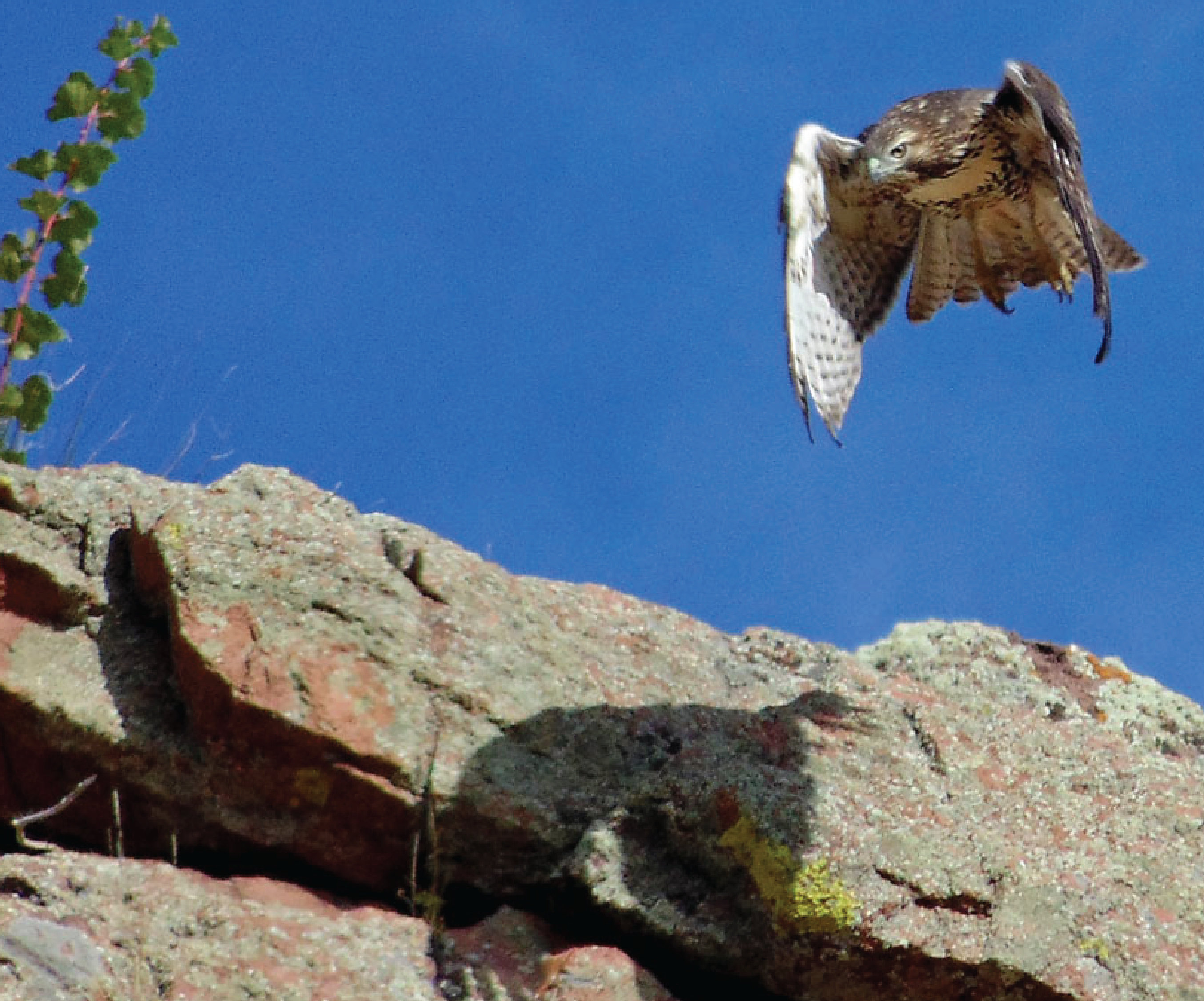wildlife viewing in browns canyon