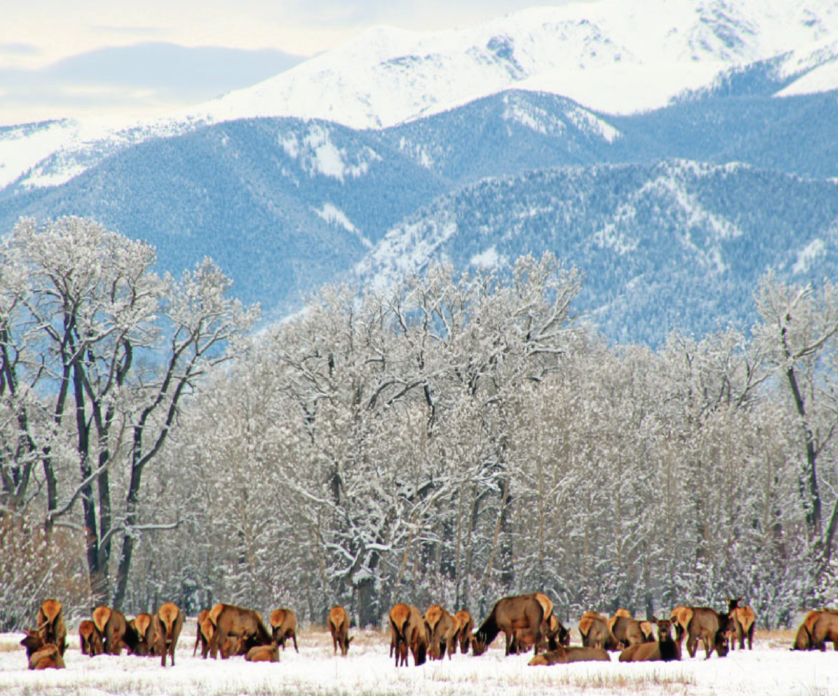 wildlife viewing in browns canyon