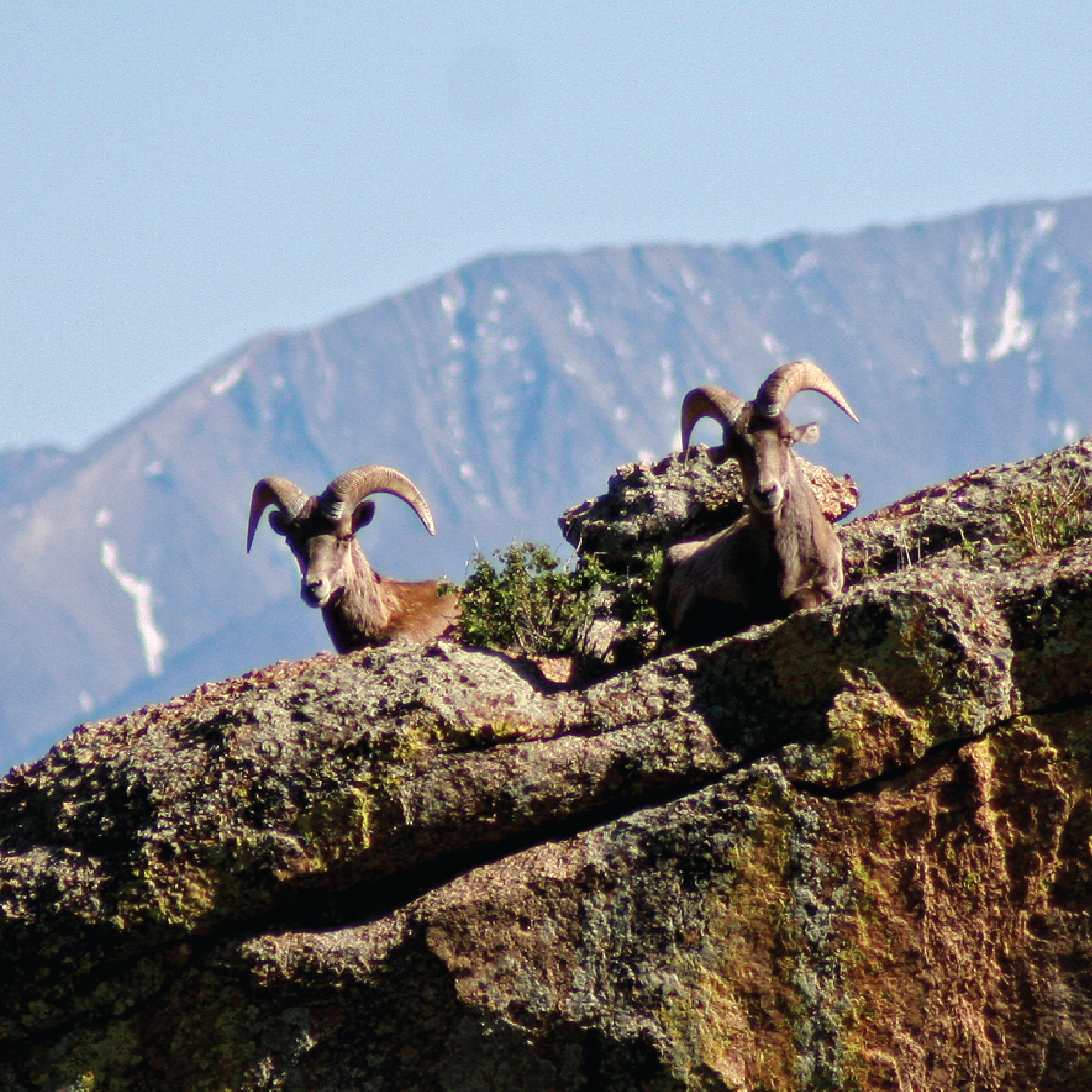 chaffee county 14ers