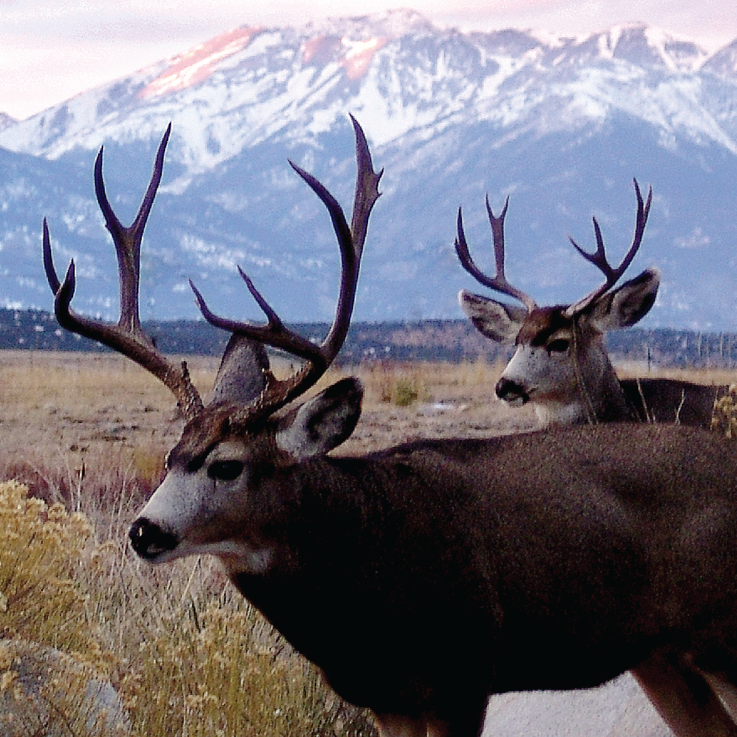 chaffee county 14ers