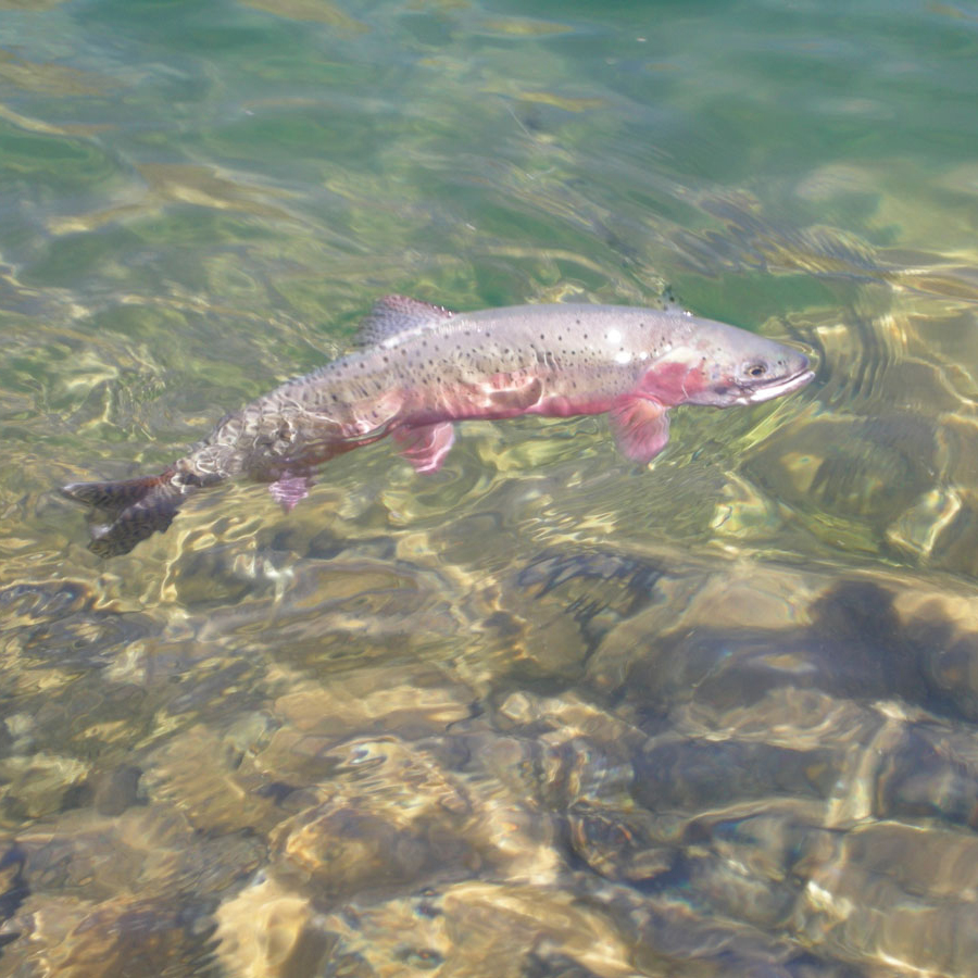 alpine lake fishing