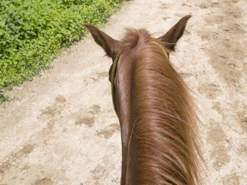 Harvard City Riding Stables